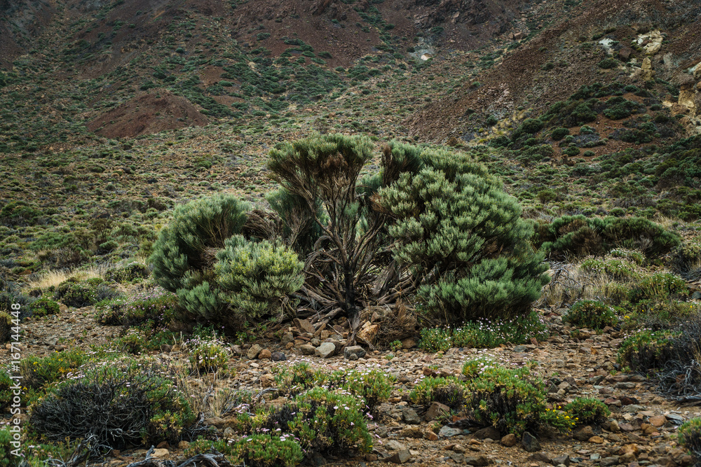 Nationalpark El Teide, Teneriffa, 2017