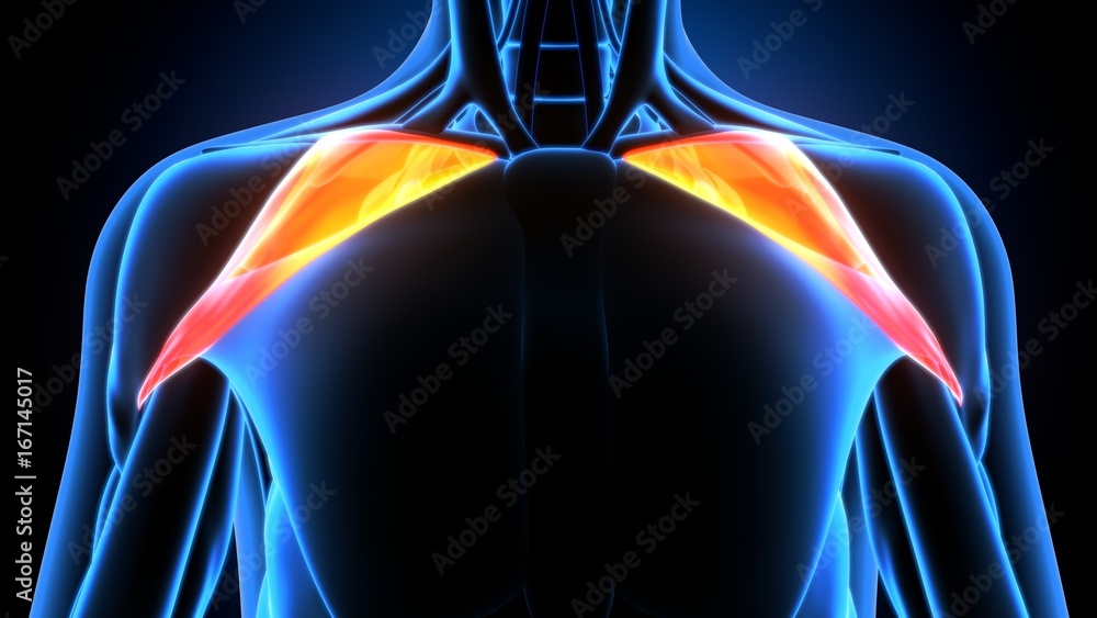 3d illustration of human body muscle anatomy(Medical muscle ) 3d illustration of human body muscle anatomy(Medical muscle )