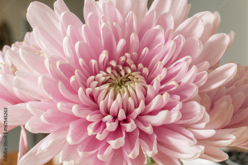 Fototapeta premium chrysanthemum