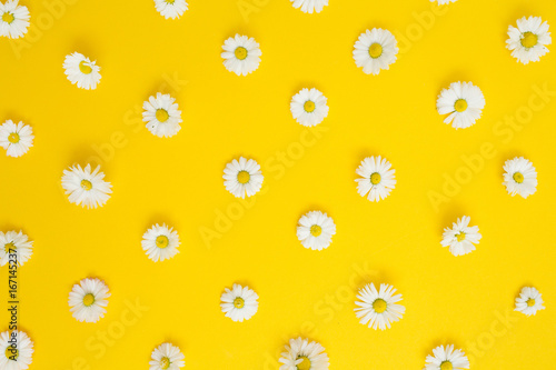 Floral pattern of white chamomile daisy flowers on yellow background. Flat lay  top view. Floral background. Pattern of flower buds.