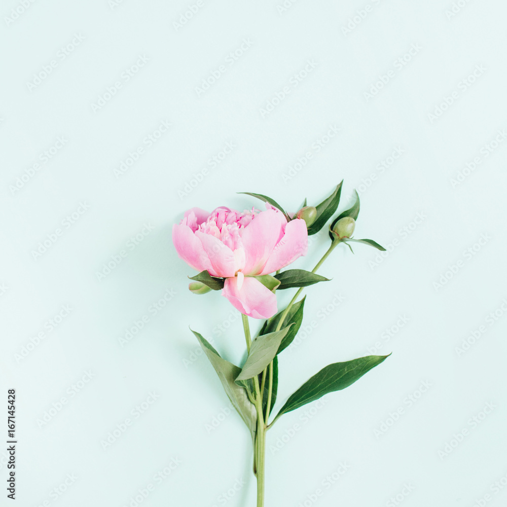 Beautiful pink peony flower on blue background. Flat lay, top view.