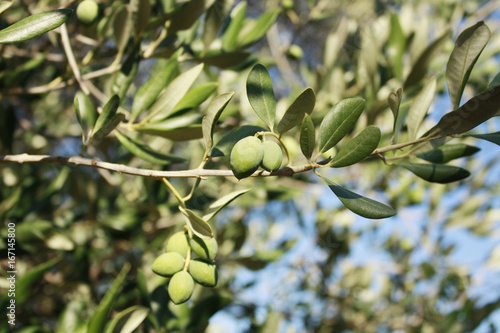 olive
