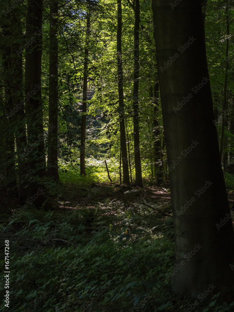 Fototapeta premium view into the light from the dark forest