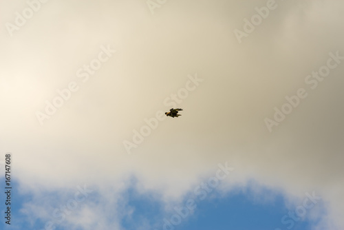 Peregrine Falcon hovering against a cloudy sky © Anthony