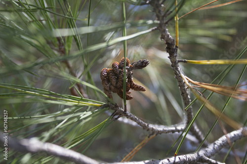 Evergreen pine branches, needles and cones