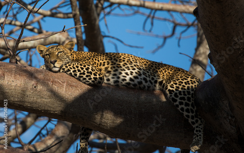 Leopard in the trees