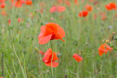 Red poppy field in the summertime in Leicester-shire