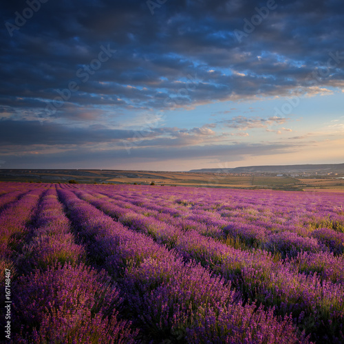 Lavender field under blue sky with clouds
