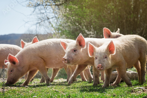 Fotografie, Obraz Young pigs grazing on green grass