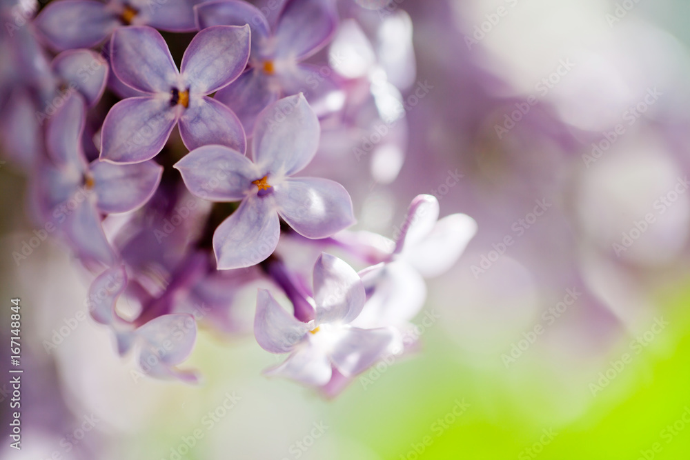 Bez, lilac flowers background