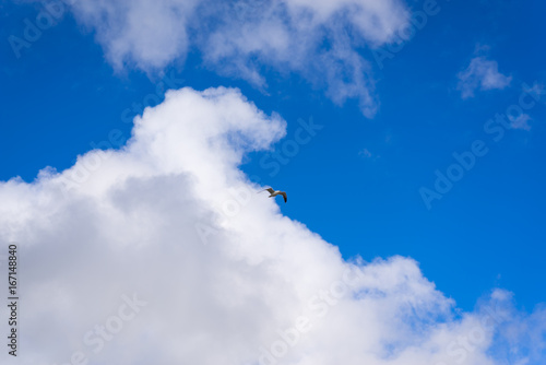 Seagull in flight against a cloudy sky 