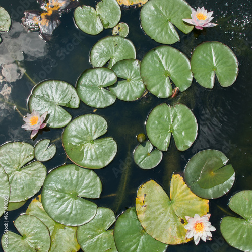 Fototapeta Naklejka Na Ścianę i Meble -  Water lilies in the pond view from the top
