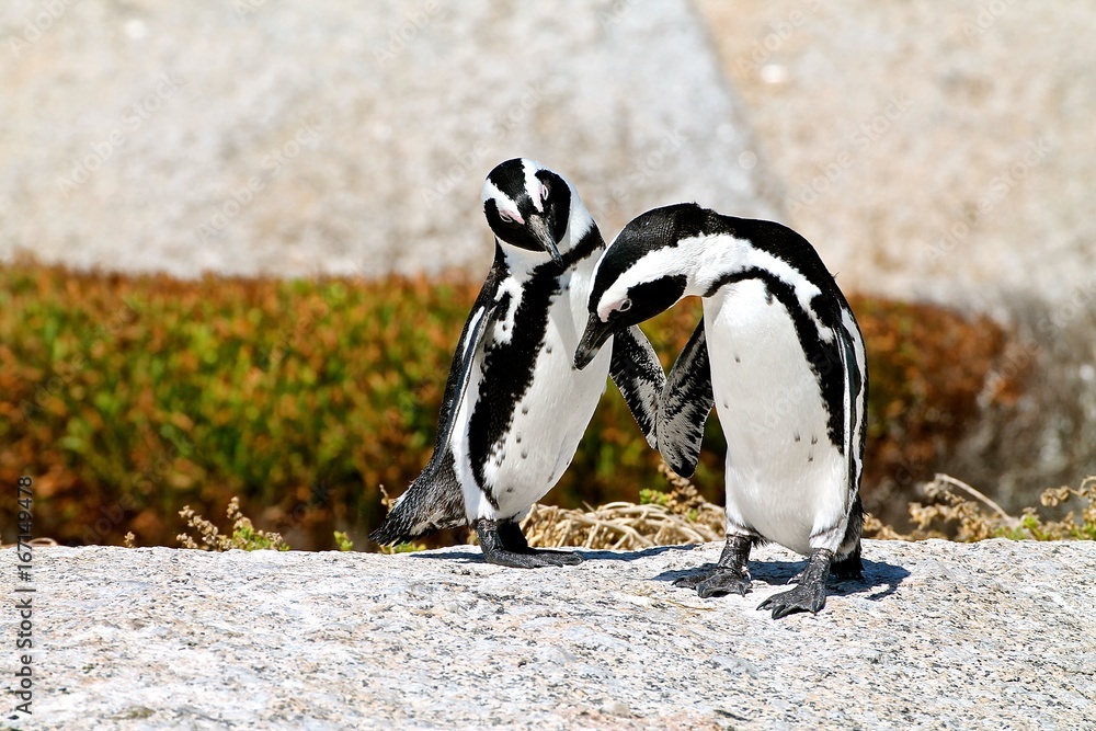 Naklejka premium Penguins at Boulders Beach, South Africa