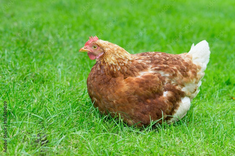 Fototapeta premium Braune Hybrid-Henne sitzt auf einer Wiese, glückliches Huhn in artgerechter Freilandhaltung, Deutschland, Europa 