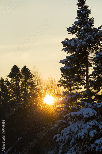 Fototapeta Naklejka Na Ścianę i Meble -  Canadian Winter sunshine