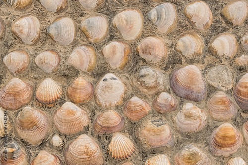 Fondo de conchas marinas utilizadas como adorno en la fachada de una vivienda