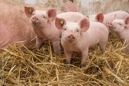 glückliche Bioschweine Bio Ferkel - AGRARMOTIVE photo