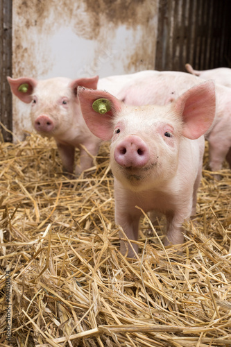 glückliche Bioschweine Bio Ferkel Bioferkel - AGRARFOTO Bilder aus der Landwirtschaft