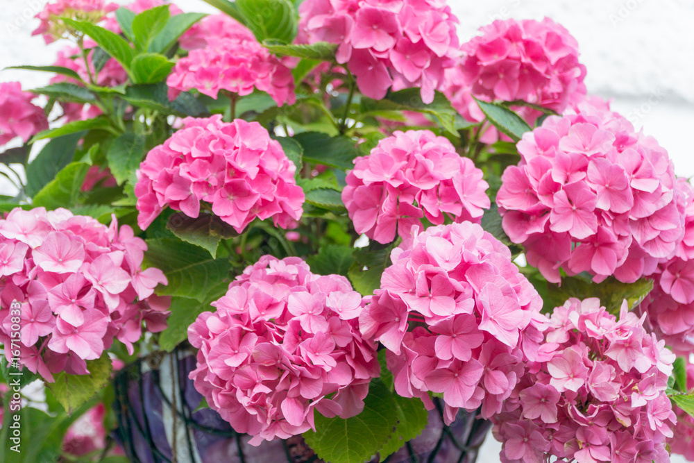 Flowers and plants in a garden in the summertime