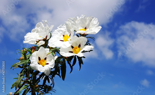 Tableau sur toile closeup of white cistus ladanifer flowers