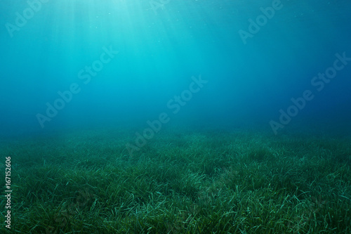 Natural sunlight underwater in the Mediterranean sea on a grassy seabed with neptune grass Posidonia oceanica, Catalonia, Cadaques, Costa Brava, Spain