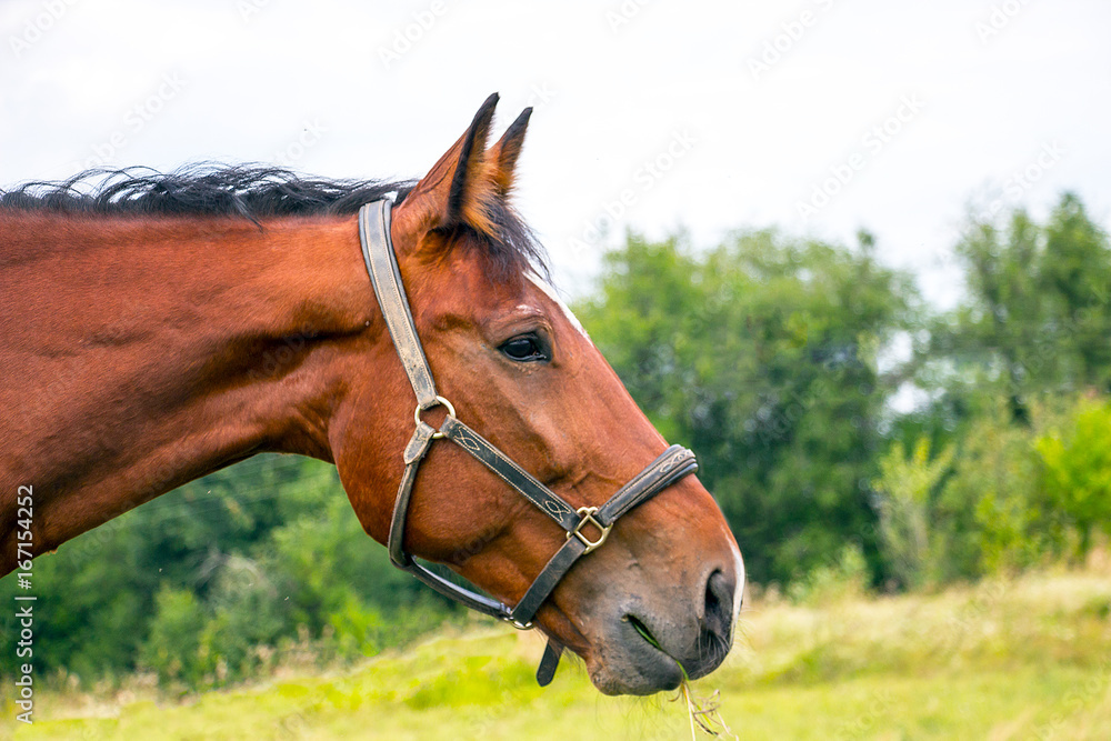 Soft focus. Portrait of a Bay horse in a meadow Soft focus. Portrait of a Bay horse in a meadow