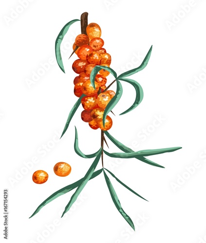 Sea buckthorn berries branch isolated on the white. Vector illustration