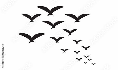 Vector Seagull Icons © Ambrożewicz