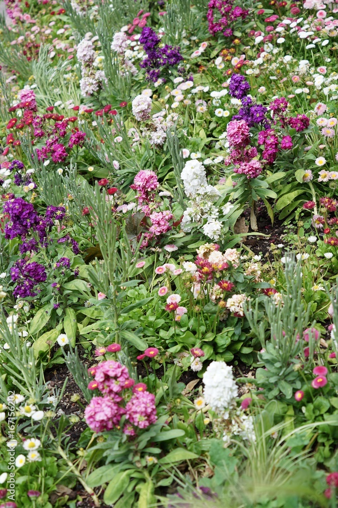 Buntes Blumenbeet mit verschieden-farbigen Blüten - Wildgarten 