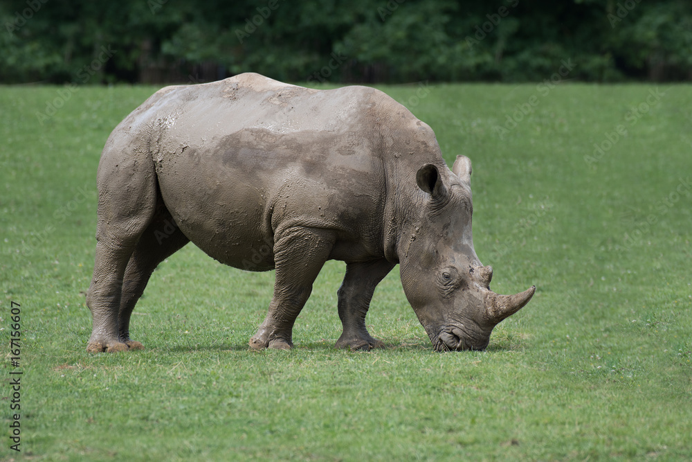 An isolated side view profile photograph of a  rhino grazing with its head down eating the grass