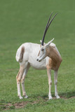 Scimitar-horned oryx (Oryx dammah) portrait looking back over its shoulder in upright vertical format