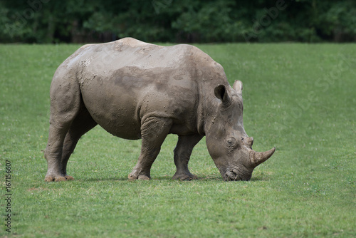 An isolated side view profile photograph of a  rhino grazing with its head down eating the grass