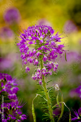 Field of Rocky Mountain Bee Plants photo