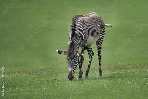 Fototapeta Naklejka Na Ścianę i Meble -  An isolated zebra on grass grazing with its head down eating