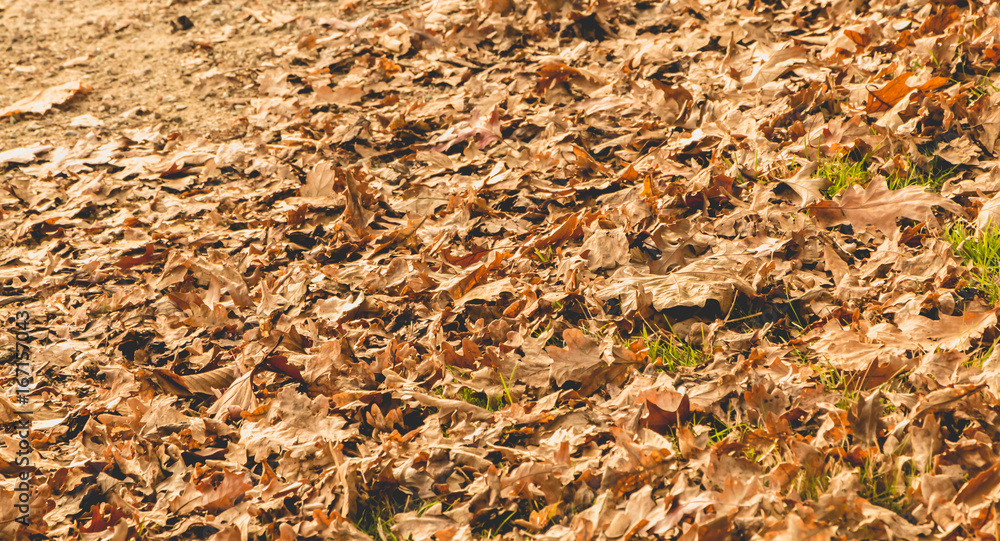 Leaf dead in autumn on a dirt road Leaf dead in autumn on a dirt road