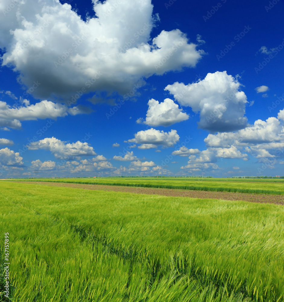 green wheat field and clouds