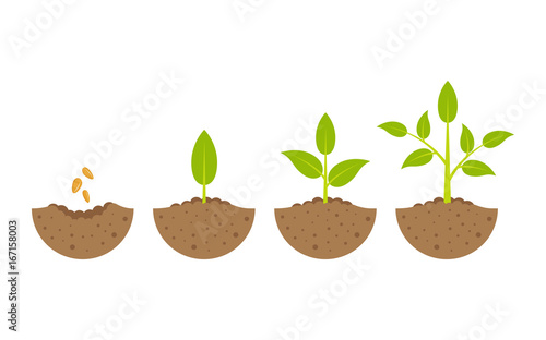 growing plant in process. on white background.