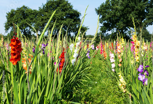 Fototapeta Naklejka Na Ścianę i Meble -  Gladiolenfeld in der regionalen Direktvermarktung zur Selbstbedienung als Geschäftsidee in der Landwirtschaft