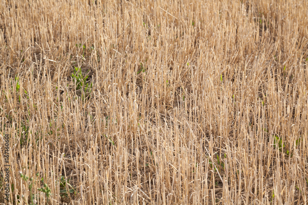 Fototapeta premium Abgeerntetes Feld