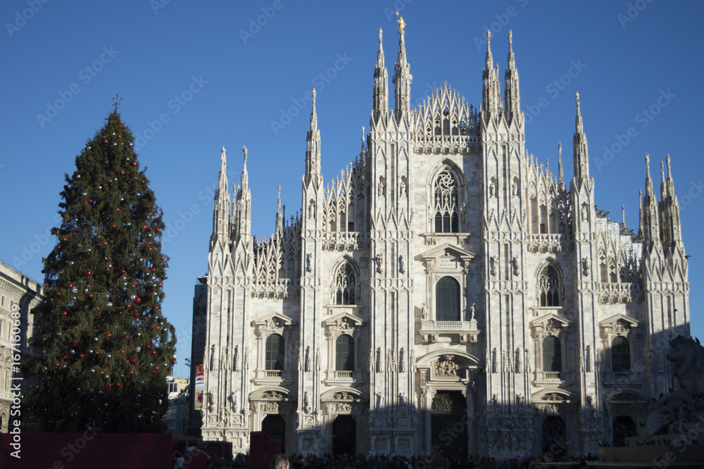 Fototapeta premium Duomo Con Albero - Milano