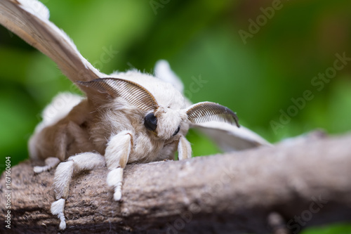 A silkmoth is holding on a wooden stick
