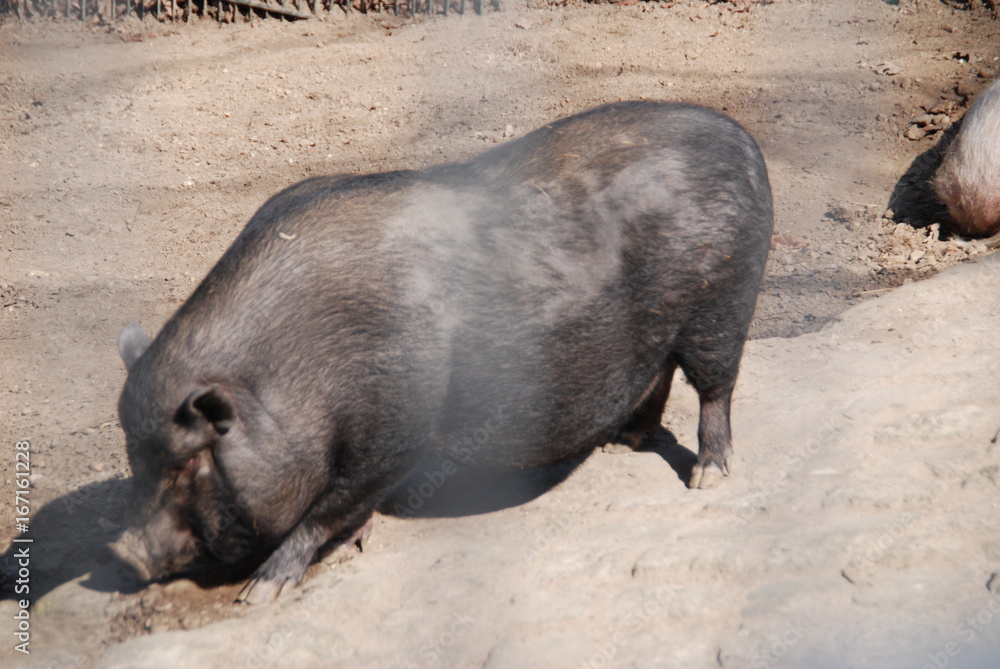 Schwein Schwein