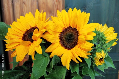 Ein Strauß Sonnenblumen vor Holzwand