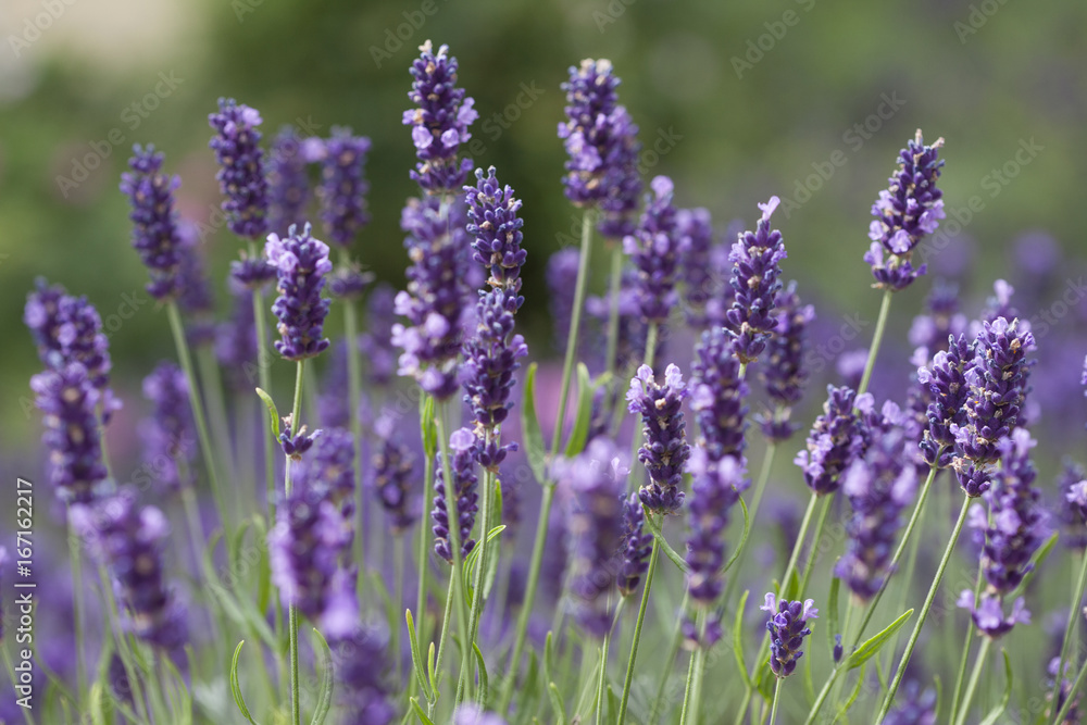 Obraz premium lawenda