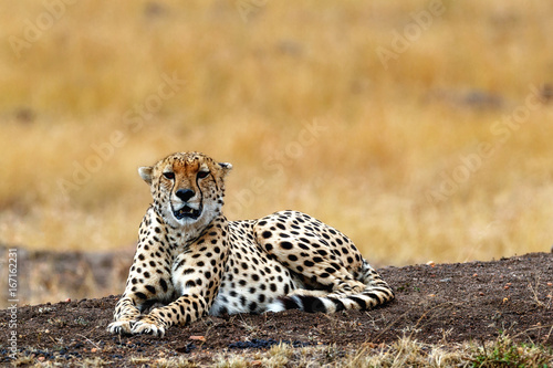 Cheetah in Africa - Looking at Camera