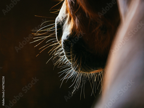 Fototapeta Naklejka Na Ścianę i Meble -  北海道の馬