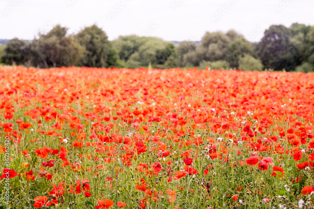 Red Poppy field at late afternoon in the summertime in Leicester-shire UK