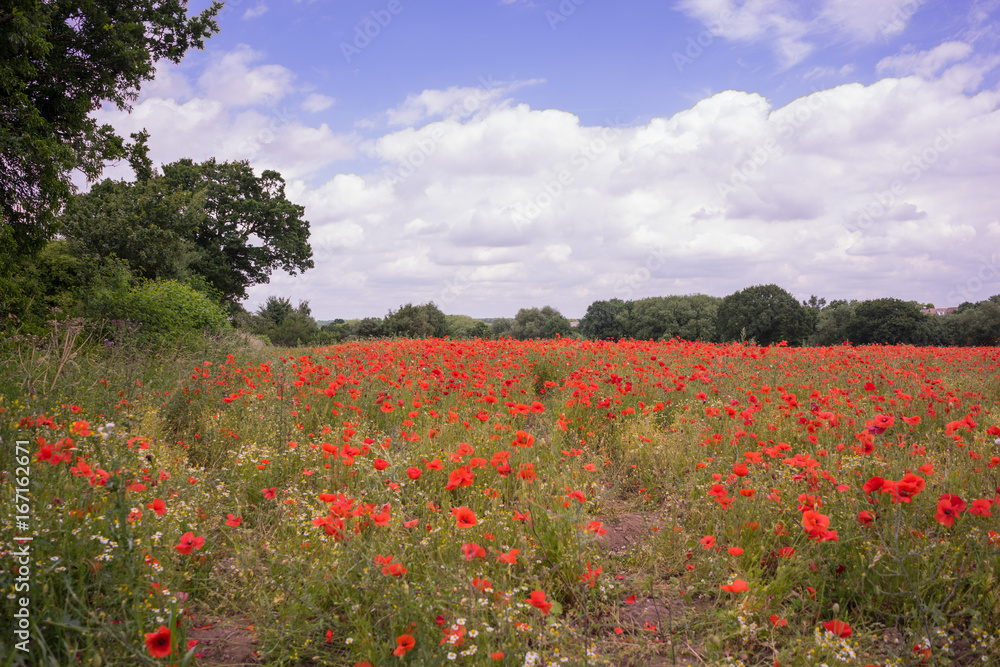 Red Poppy field at late afternoon in the summertime in Leicester-shire UK