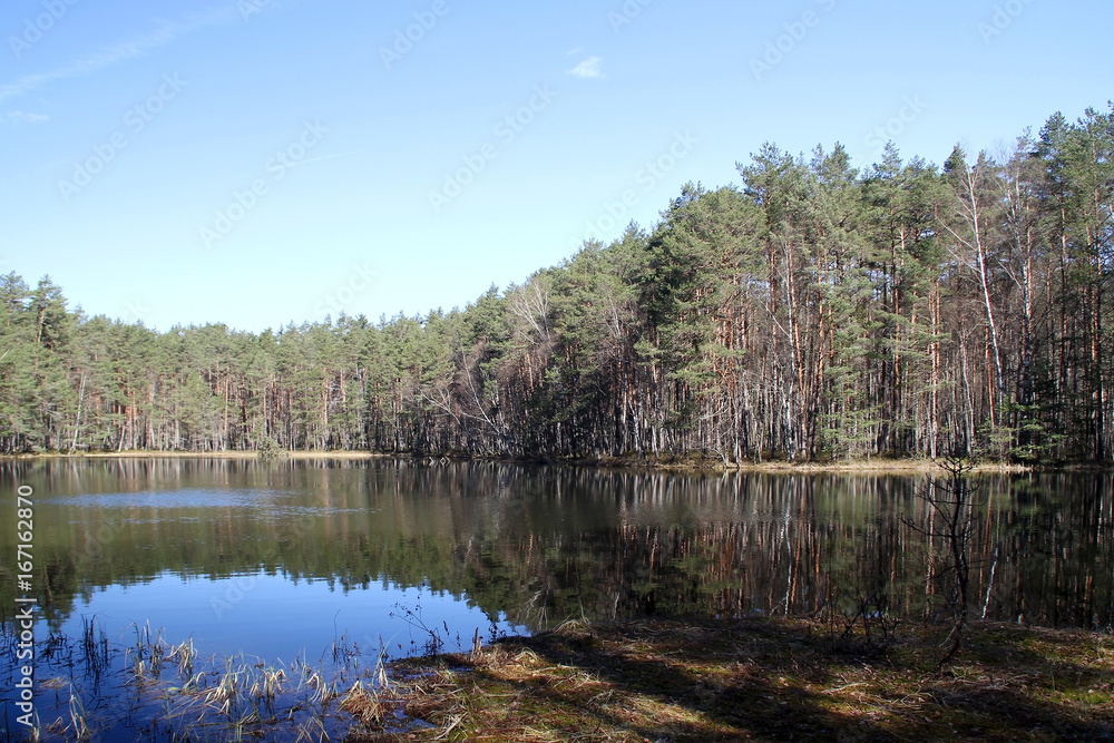 Obraz premium Lake in the forest