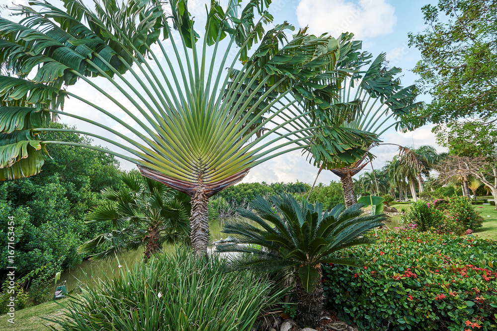 Image Traveller's tree (Ravenala madagascariensis), Singapore - 434104 -  Images of Plants and Gardens - botanikfoto